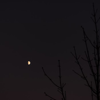 Tree Branches During Night