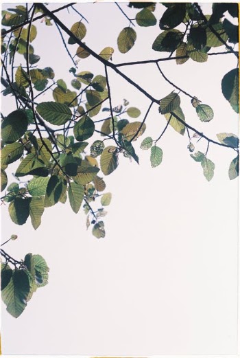 Tree Branches with Green Leaves · Free Stock Photo