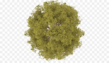 Tree Bucida buceras Plant Tile Terminalia ivorensis - tree plan 