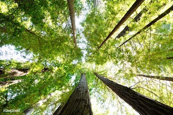 Tree canopy | Free public domain photo - 422014