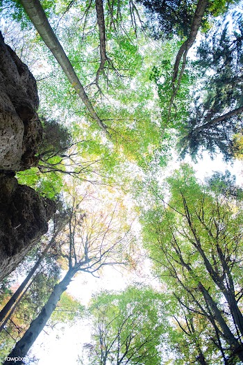 Tree canopy | Free public domain photo - 563997