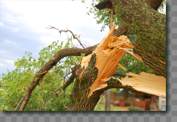 Tree Care for Healthier Trees | Bill Long Arborist | Southern Tree ...