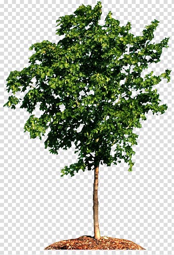 Tree Carpinus betulus Woody plant Branch Pine, leaves watercolor transparent background PNG clipart