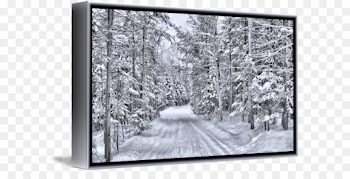 Tree Cedar Canvas print Forest - forest road png download - 650 ...