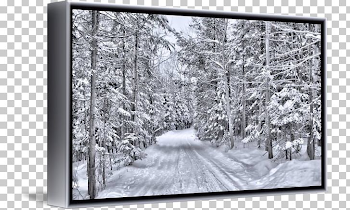 Tree Cedar Canvas Print Forest PNG, Clipart, Bark, Black And White ...