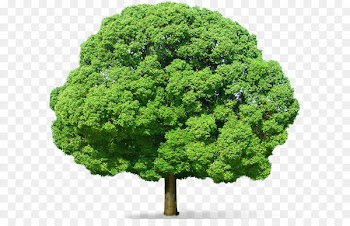 Tree Clip art - Green Tree PNG Picture 