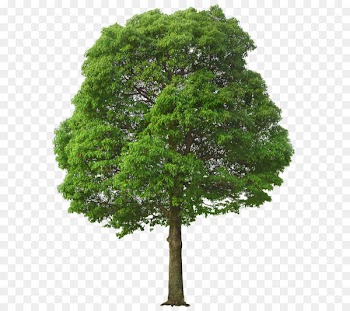 Tree Clip art - Large Green Tree PNG Picture 