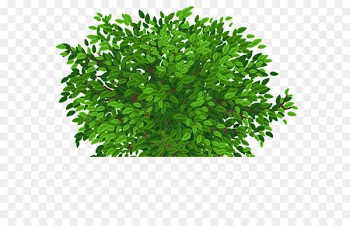 Tree Clip art - Large Green Tree Transparent PNG Clipart Picture 