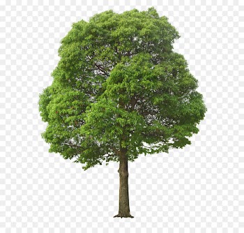 Tree Clip art - Lush tree 