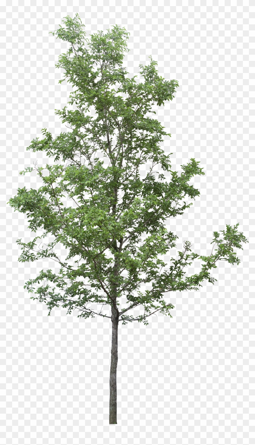 Tree Clip Art - Transparent Background Tree Png
