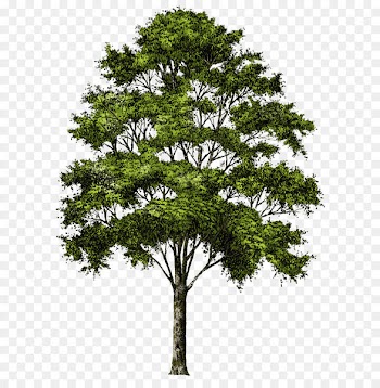 Tree Clip art - Tree Png Image Download Picture 