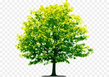 Tree Clip art - Tree Png Image Download Picture 