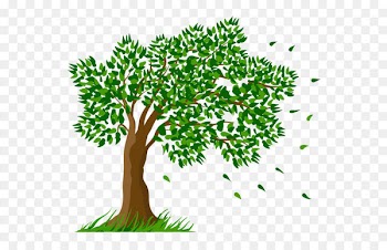 Tree Clip art - Tree Transparent Clipart Picture 
