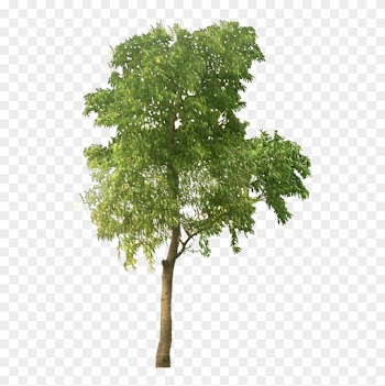 Tree Clipart High Resolution - Transparent Png Tree