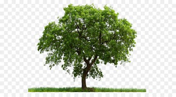 Tree Clipping path Pine - Tree Png Image Download Picture 
