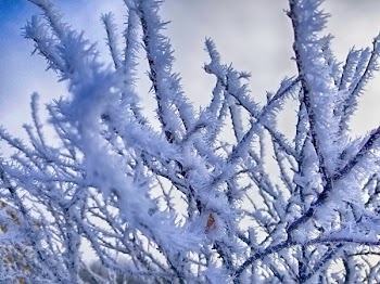 Tree Coated With Snow