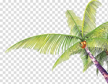 Tree Coconut Arecaceae, Coconut tree transparent background PNG clipart