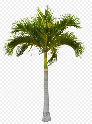 Tree Coconut Clip art - Beautiful green coconut trees 