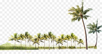 Tree - coconut tree 