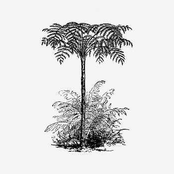 Tree collage element, nature illustration | Free PSD Illustration - rawpixel