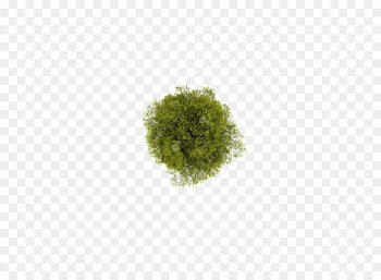 Tree Computer file - Tree top view 