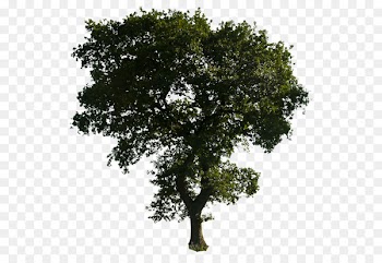 Tree Computer Icons - Clipart Tree Png Download 