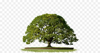 Tree Computer Icons Geni Clip art - Clipart PNG Top Tree 