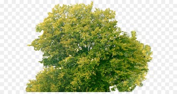 Tree Computer Icons KFC Biscuits - Top Tree Download Images Free Png 
