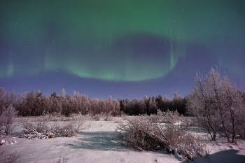 tree covered field under Aurora Borealis