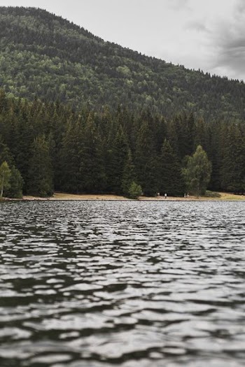 tree covered mountain beside body of water