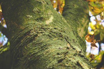 Tree Covered With Moss