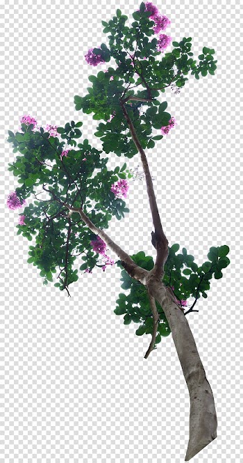 Tree , Creative floral watercolor flowers creative transparent background PNG clipart