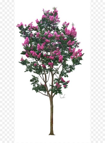 Tree Crepe myrtle - Crape myrtle tree 
