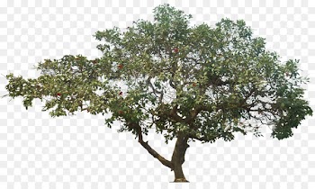 Tree Data compression - Jenis Pohon 