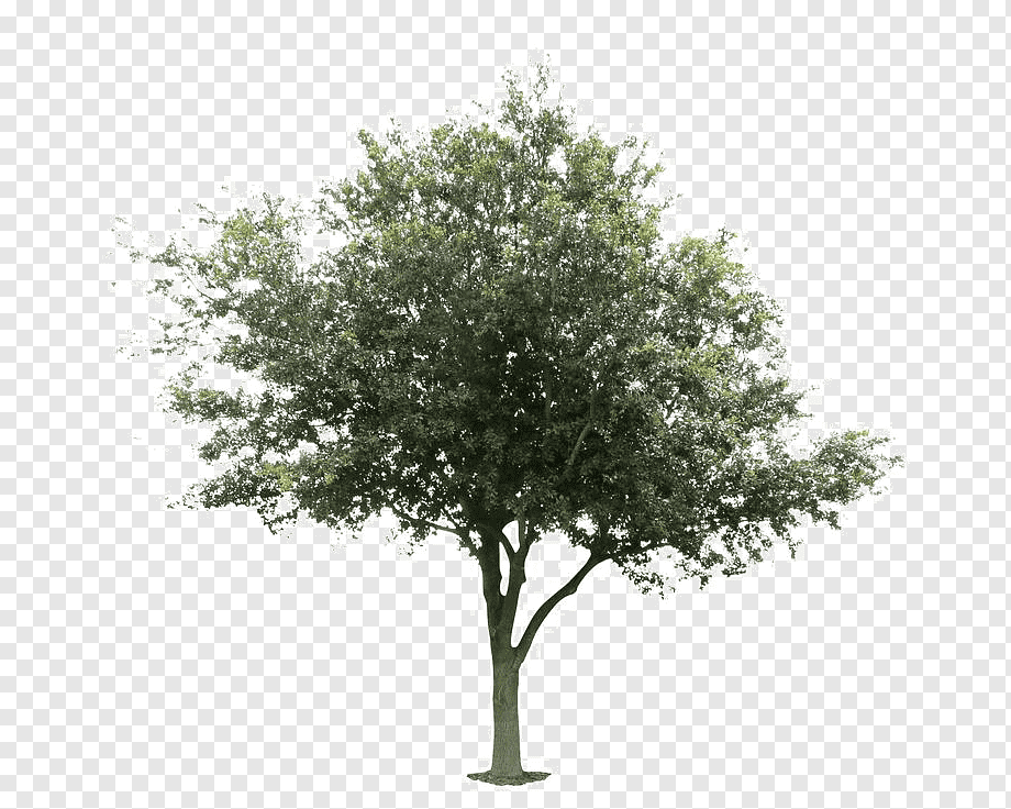 Tree Deciduous Plant Architecture Wood, tree, branch, entourage, garden png