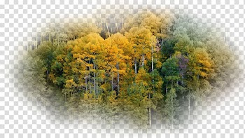 Tree Desktop Computer, summer to autumn transparent background PNG clipart