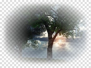 Tree Desktop Landscape Sunlight, tree transparent background PNG clipart