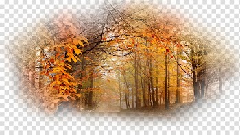 Tree Desktop Wood Autumn UXGA, tree transparent background PNG clipart