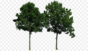 Tree DeviantArt Clip art - tree png image, free download, picture 