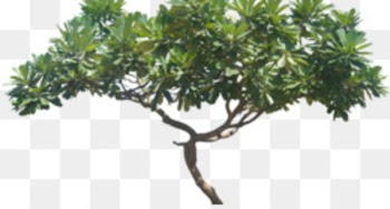 Tree Dill Shrub - tree top view 