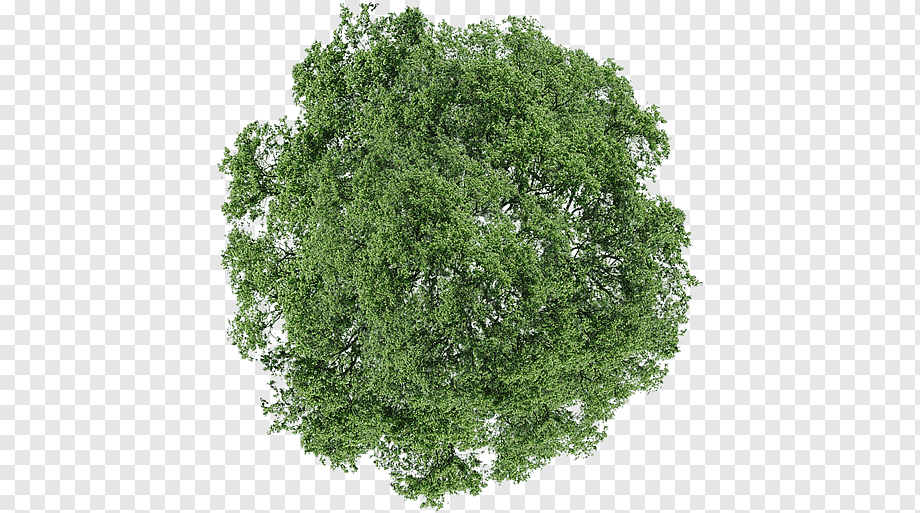 Tree Dill Shrub, tree top view, green leafed tree, leaf, branch, grass png