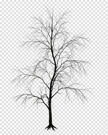 Tree Drawing Branch , watercolor tree transparent background PNG clipart