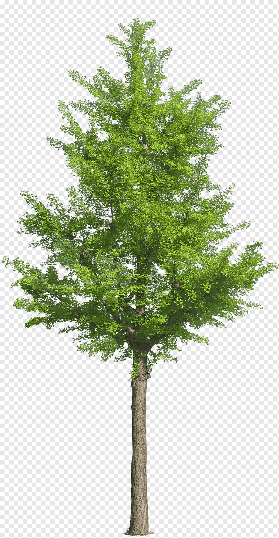 Tree Drawing Landscape Landscaping, fir-tree, branch, plant Stem, twig png