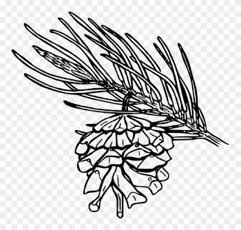 Tree Drawing Outline 22, Buy Clip Art - Pine Leaf Coloring Pages