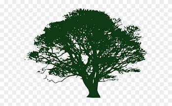 Tree Drawing With Color Png - Oak Tree Clip Art Black And White