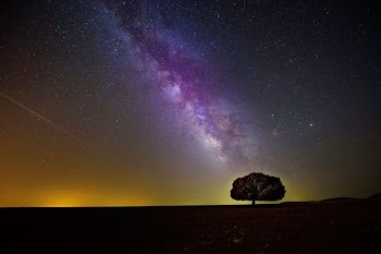 tree during night time with purple sky