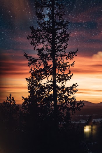 Tree during Nighttime