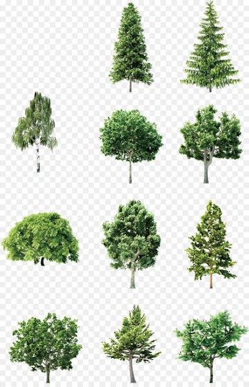 Tree Element Euclidean vector - Vector Hand-painted trees 