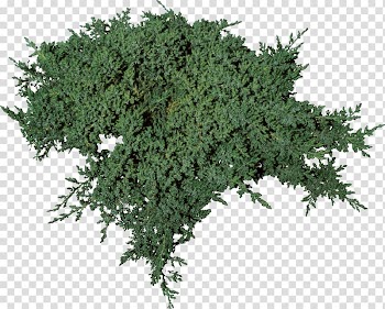 Tree Elm Plant Autumn leaf color Bonsai, bushes transparent background PNG clipart