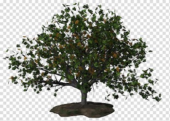Tree Encapsulated PostScript, fir-tree transparent background PNG clipart